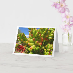 Tarjeta Sedum Rubrotinctum, Planta suculenta Jelly Bean