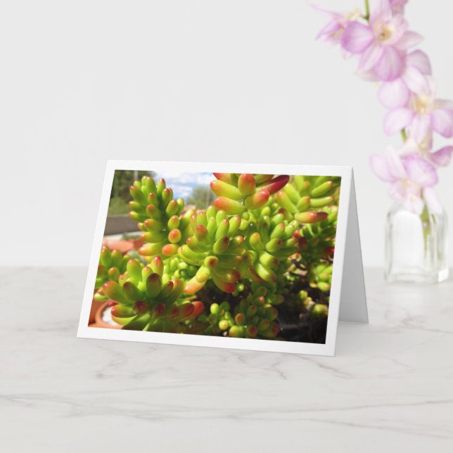 Tarjeta Sedum Rubrotinctum, Suculenta Planta Jelly Bean (Orquídea)