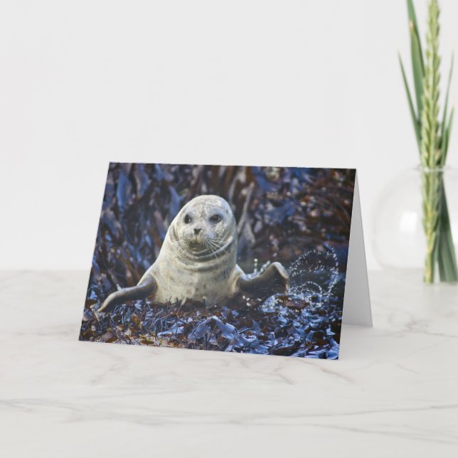 Tarjeta Sello de puerto (Phoca vitulina) (Anverso)