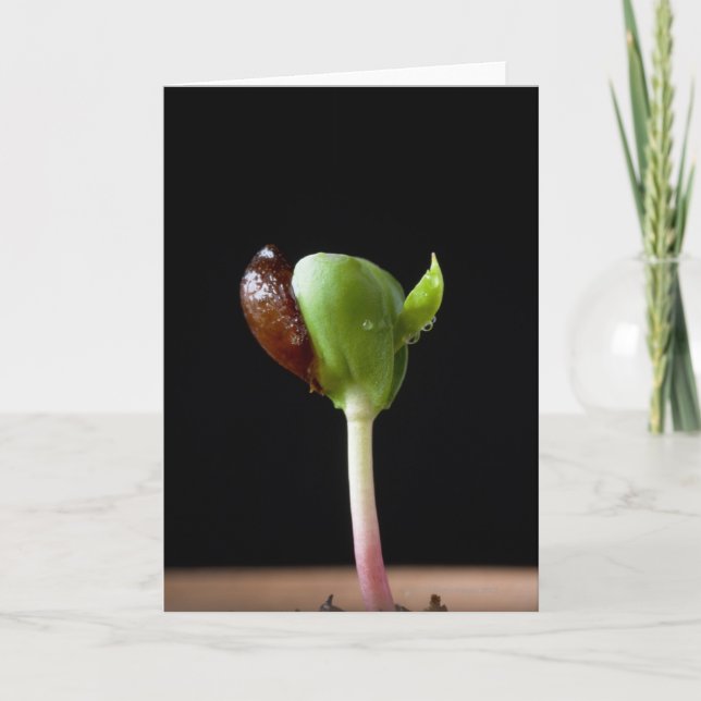 Tarjeta Semillas de manzana con cáscara de semilla (Anverso)