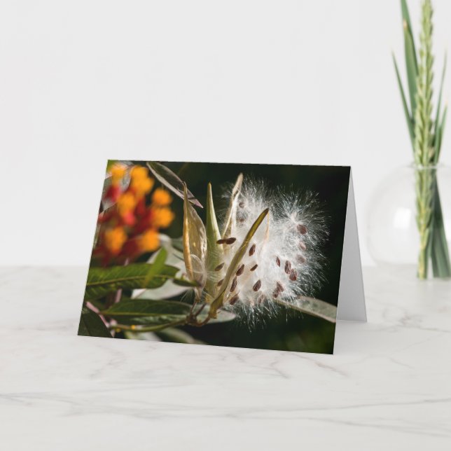 Tarjeta Semillas del Milkweed (Anverso)