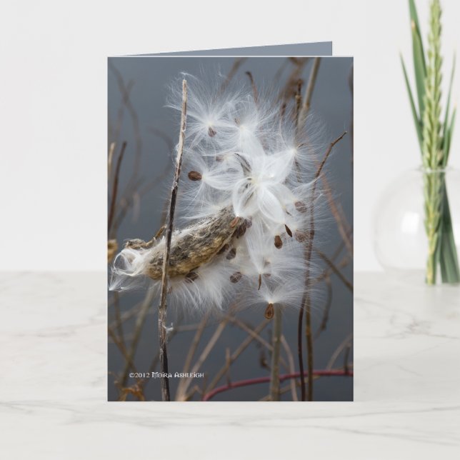 Tarjeta Semillas Milkweed (Anverso)
