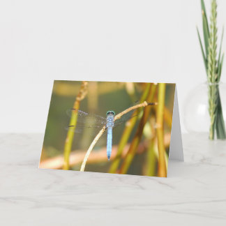 Tarjeta Señor Of The Swamp