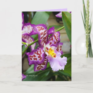 Tarjeta Señora de lujo Orchid
