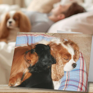 Tarjeta Sentirse Mejor Del Cáncer Cavalier King Charles