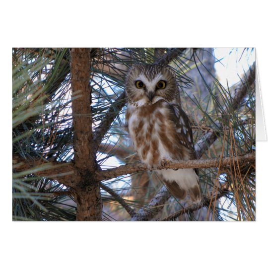 Tarjeta Septentrional Sierra-Amole el búho en árbol de