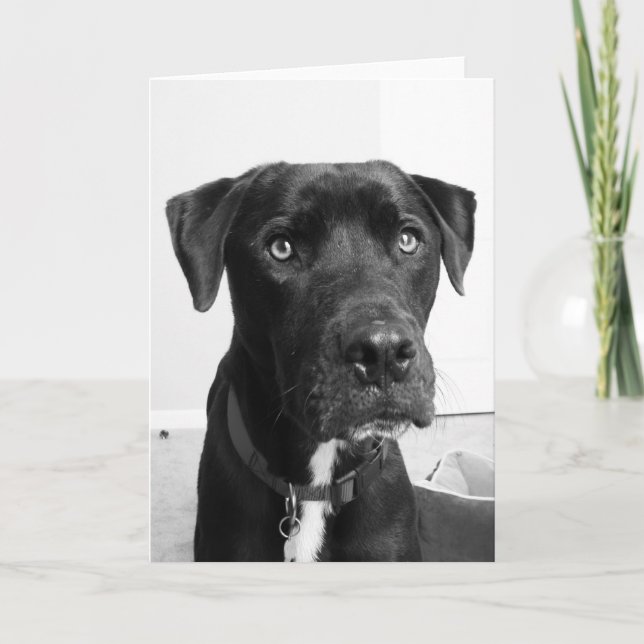 Tarjeta Serie de perros (Anverso)