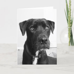 Tarjeta Serie de perros