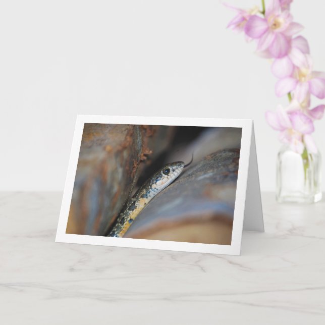 Tarjeta Serpiente de Azote Horseshoe (Orquídea)