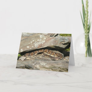 Tarjeta Serpiente de cascabel en el Parque Nacional Shenan