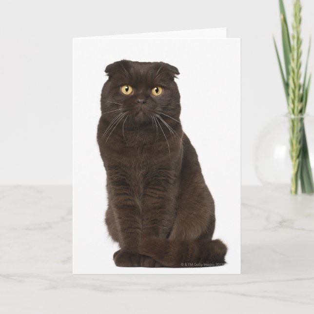 Tarjeta Sesión de Scottish Fold (18 meses de edad) (Anverso)
