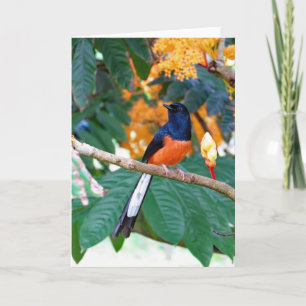 Tarjeta Shama Thrush