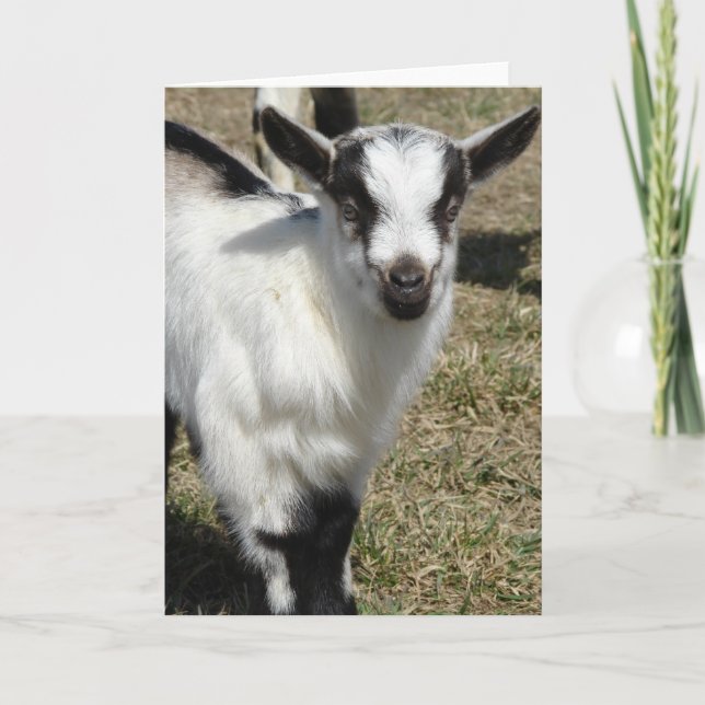 Tarjeta Shamrock (Anverso)