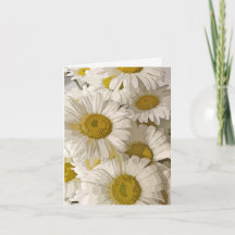 Shasta Daisies Blank Notecard