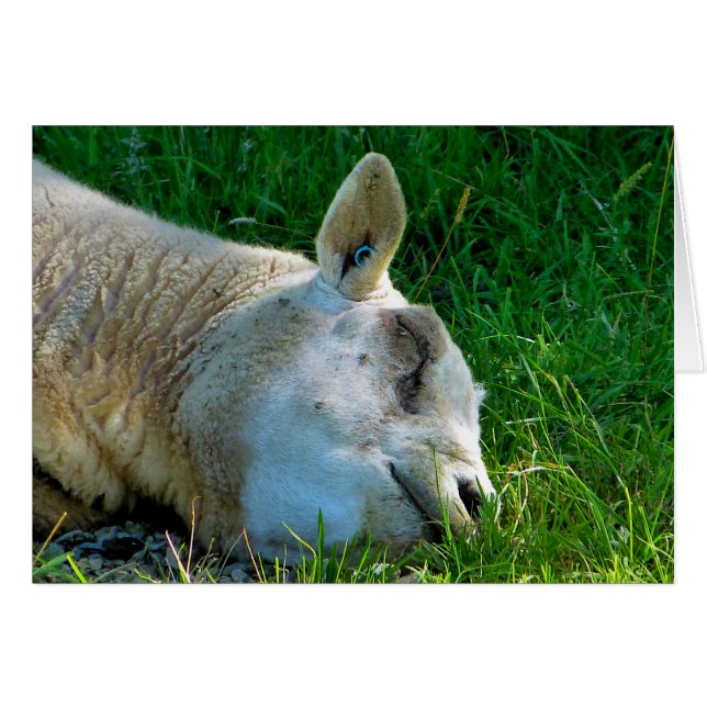 Tarjeta SHEEP (Anverso (Horizontal))