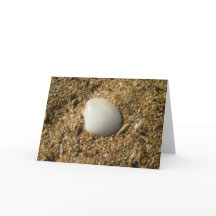 Shell blanco en la playa