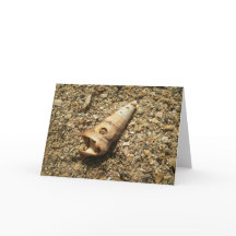 Shell de unicornio en la playa