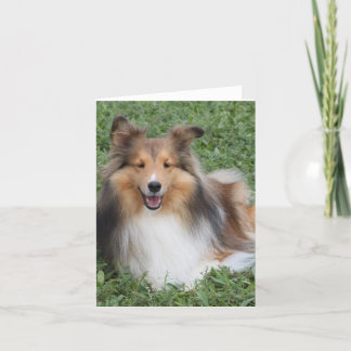 Tarjeta Sheltie