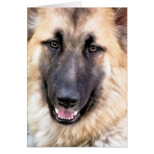 Tarjeta SHEPHERD GERMAN
