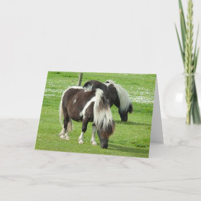 Tarjeta Shetland Paint Ponies de raza pura (Anverso)