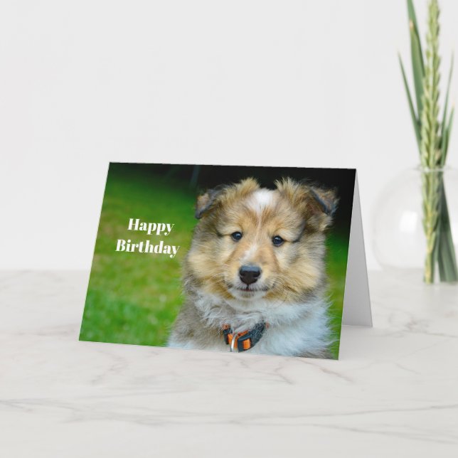 Tarjeta Shetland Sheepdog Cute Foto cumpleaños (Anverso)