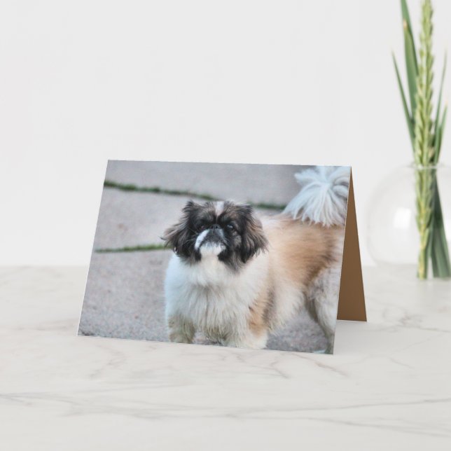 Tarjeta Shih Tzu (Anverso)