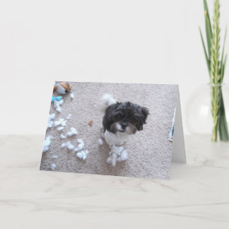 Tarjeta Shih Tzu Belated Birthday