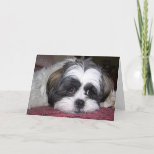 Tarjeta Shih Tzu Dog