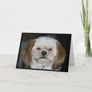 Tarjeta ¡Shih Tzu mejor consigue bien pronto!