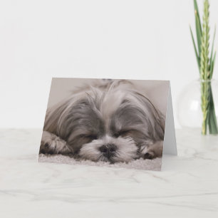 Tarjeta Shih Tzu Perro durmiendo