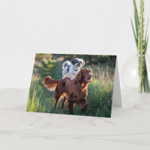Tarjeta Shih Tzu y Setter Irish