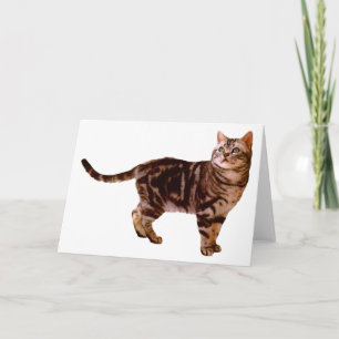 Tarjeta Shorthair americano