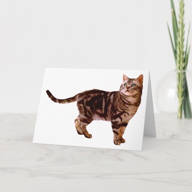 Tarjeta Shorthair americano (Anverso)