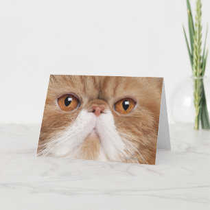 Tarjeta Shorthair exótico