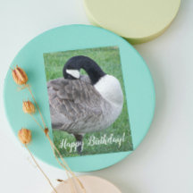 Shy Canada Goose Photo Birday