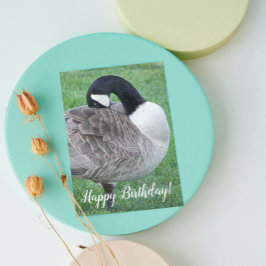 Tarjeta Shy Canada Goose Photo Birday