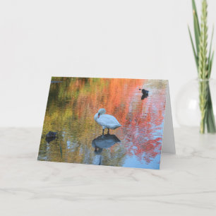 Tarjeta Shy swan