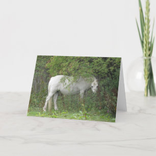 Tarjeta Shy White Horse Greaming Card