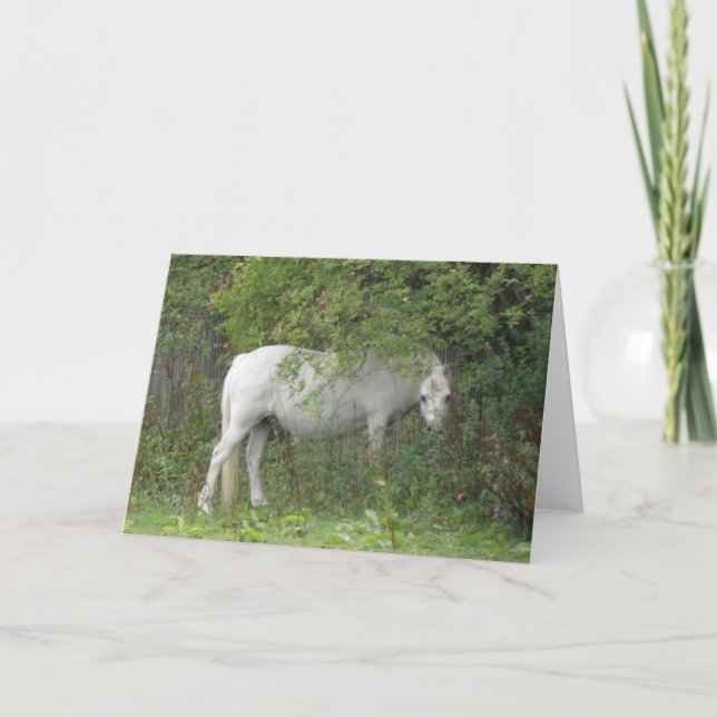 Tarjeta Shy White Horse Greaming Card (Anverso)