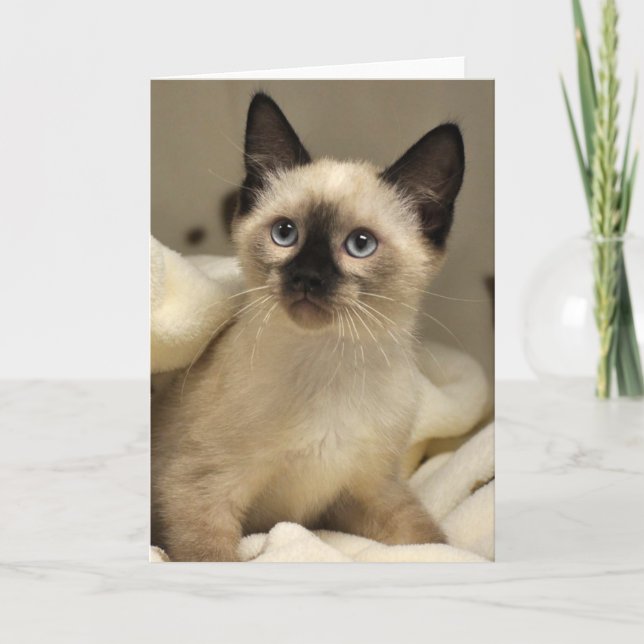 Tarjeta siamesa del gatito del rescate del gato de (Anverso)