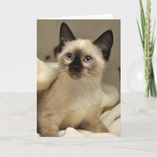Tarjeta siamesa del gatito del rescate del gato de
