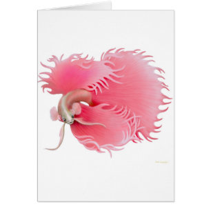 Tarjeta siamesa roja de los pescados que lucha