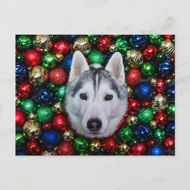 Tarjeta siberiana de adorno de Navidad Husky (Anverso)