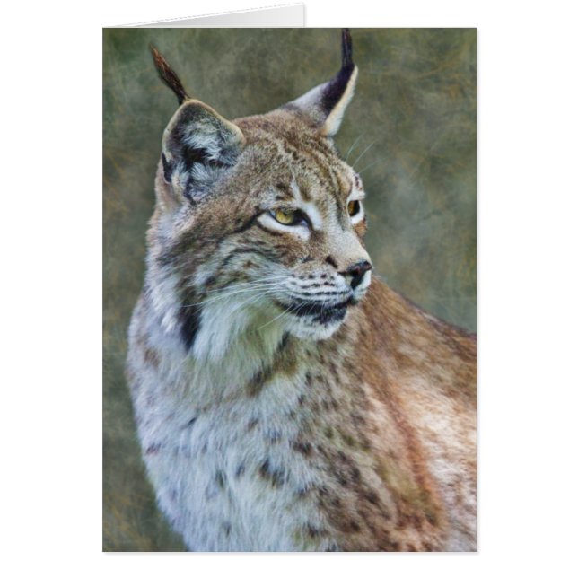 Tarjeta siberiana del lince (Frente)