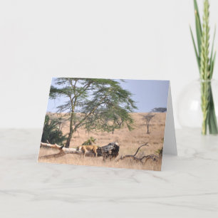 Tarjeta Siesta, Serengeti