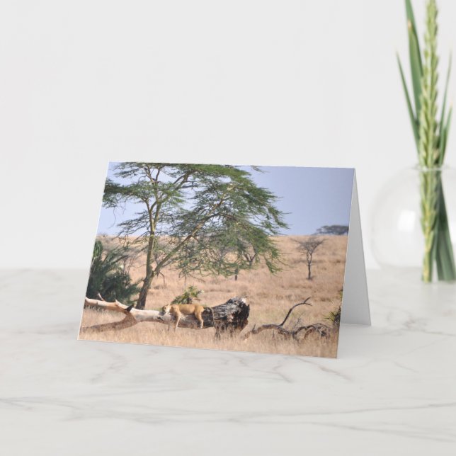 Tarjeta Siesta, Serengeti (Anverso)