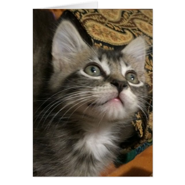 Tarjeta "Sigue Buscando" (Frente)