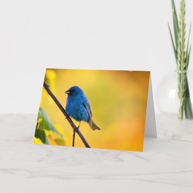 Tarjeta Silent wonders blank greeting card Indigo Bunting (Anverso)