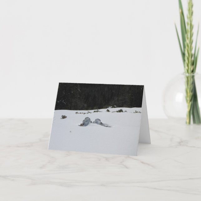 Tarjeta - sillas del adirondack en deriva de la (Anverso)