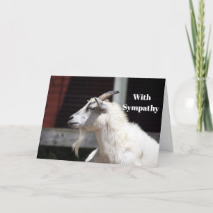 Tarjeta Simpatía de foto de perfil de cabra blanca